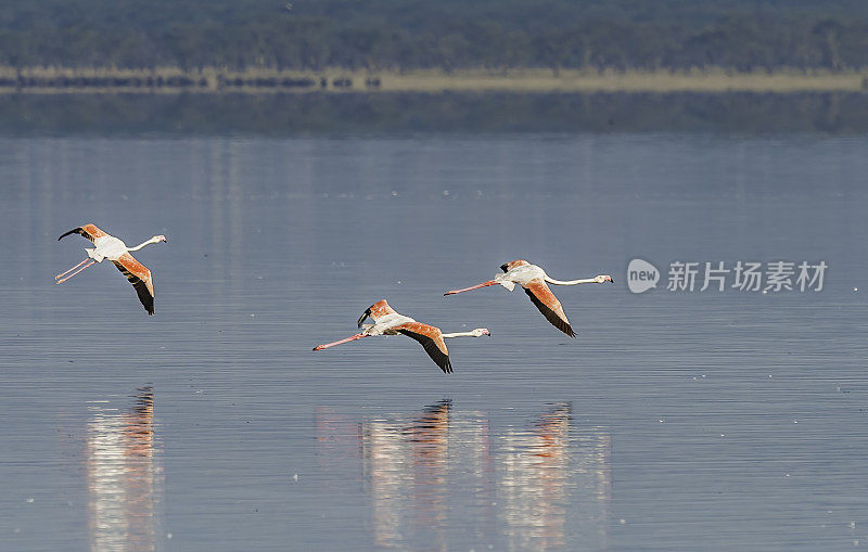 大火烈鸟(Phoenicopterus roseus)是火烈鸟科中分布最广的物种。纳库鲁湖国家公园，肯尼亚。